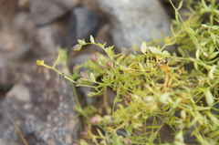 Stellaria crassifolia