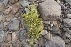 Stellaria crassifolia