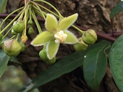 Blepharodon mucronatum