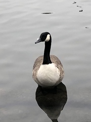 Branta canadensis