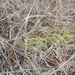 Vicia macrantha - Photo (c) plrays, alguns direitos reservados (CC BY-NC)