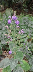 Brillantaisia