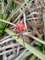 Castilleja arvensis pastorei