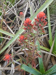 Castilleja arvensis pastorei