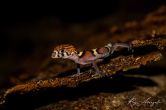 Coleonyx nemoralis