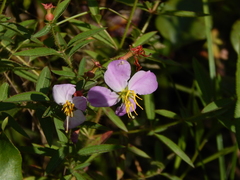 Rhexia mariana mariana