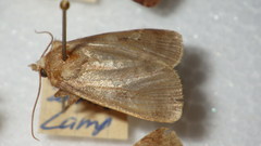 Diarsia rubi