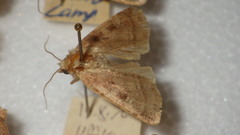 Diarsia rubi