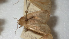Diarsia rubi