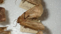 Diarsia rubi