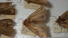 Diarsia rubi