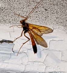 Opheltes glaucopterus barberi