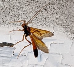 Opheltes glaucopterus barberi