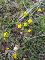 Scoparia montevidensis