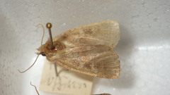 Diarsia rubi