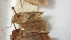 Diarsia rubi