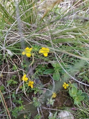 Scoparia montevidensis