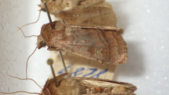 Diarsia rubi