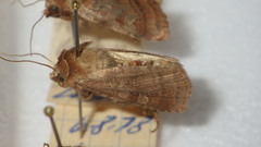 Diarsia rubi