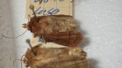 Diarsia rubi
