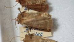 Diarsia rubi