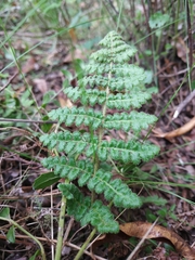 Woodsia montevidensis