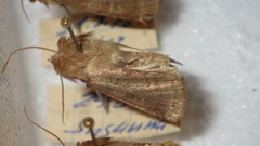 Diarsia rubi