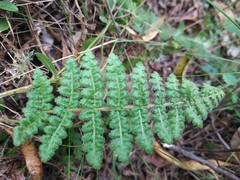 Woodsia montevidensis