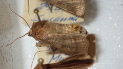 Diarsia rubi