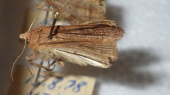 Diarsia rubi