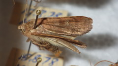 Diarsia rubi