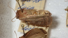 Diarsia rubi