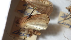Diarsia rubi
