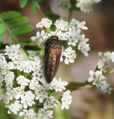 Acmaeodera cuprina