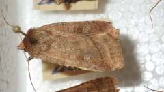 Diarsia rubi