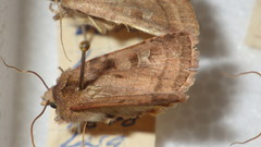 Diarsia rubi