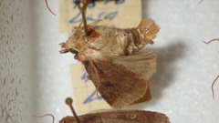 Diarsia rubi