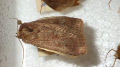 Diarsia rubi