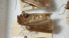 Diarsia rubi