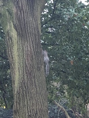 Sciurus carolinensis