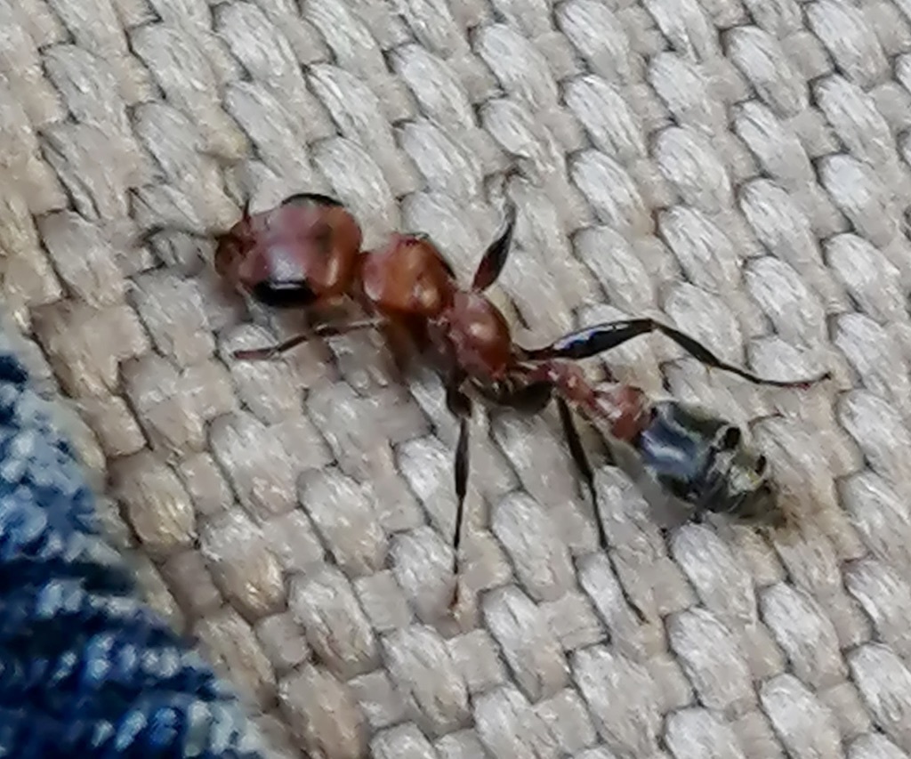 Pseudomyrmex
