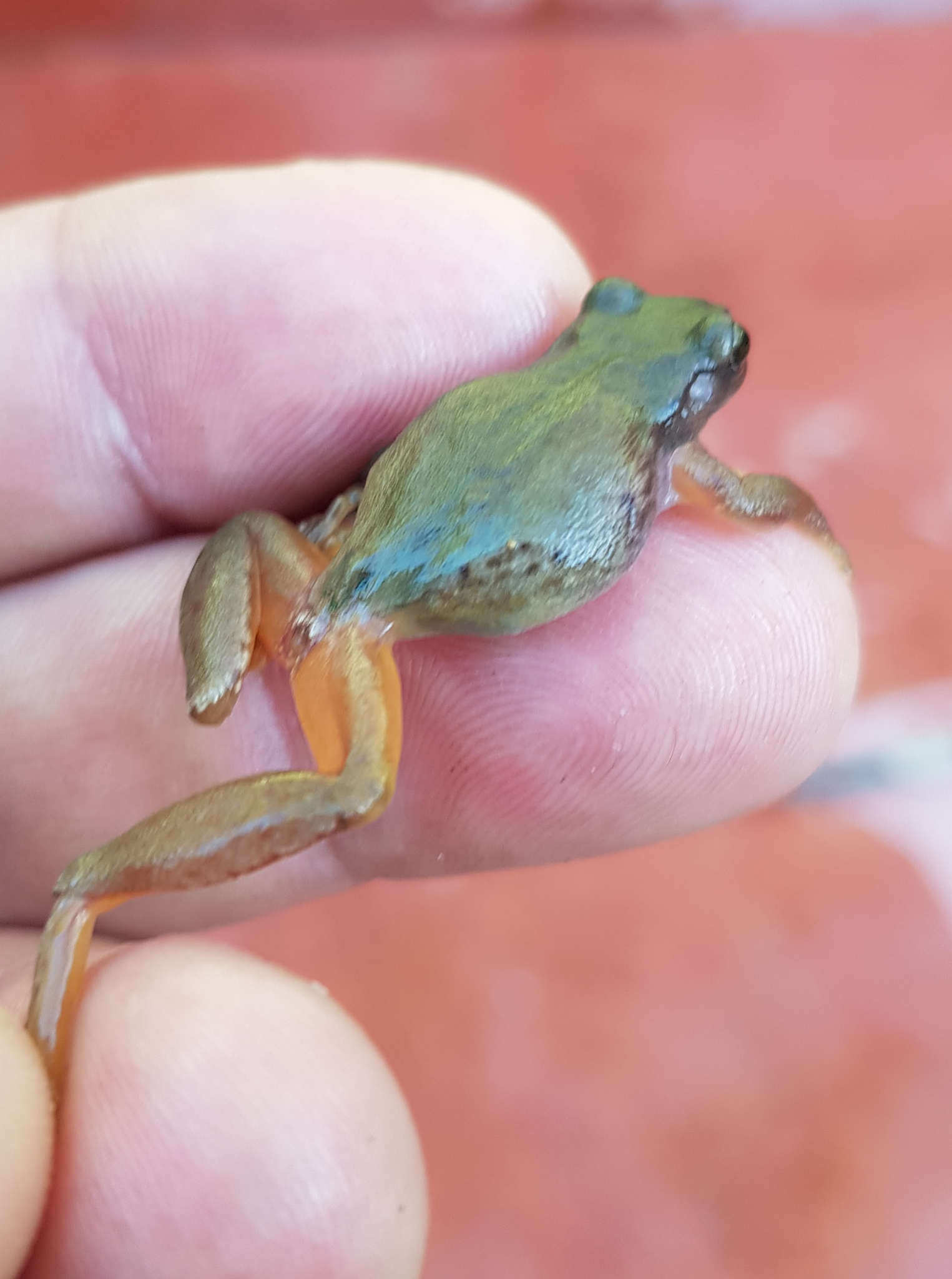 Puebla Treefrog photo 6