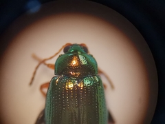 Crepidodera fulvicornis