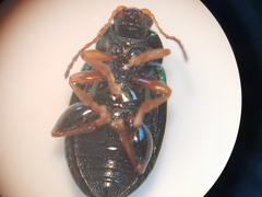 Crepidodera fulvicornis