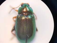 Crepidodera fulvicornis
