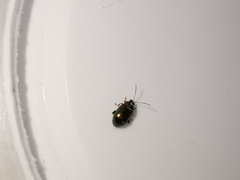 Crepidodera fulvicornis