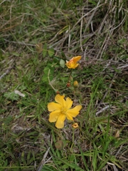 Hypericum connatum