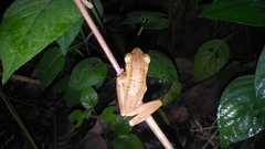 Polypedates leucomystax