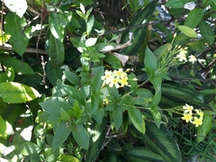 Pseudomussaenda flava