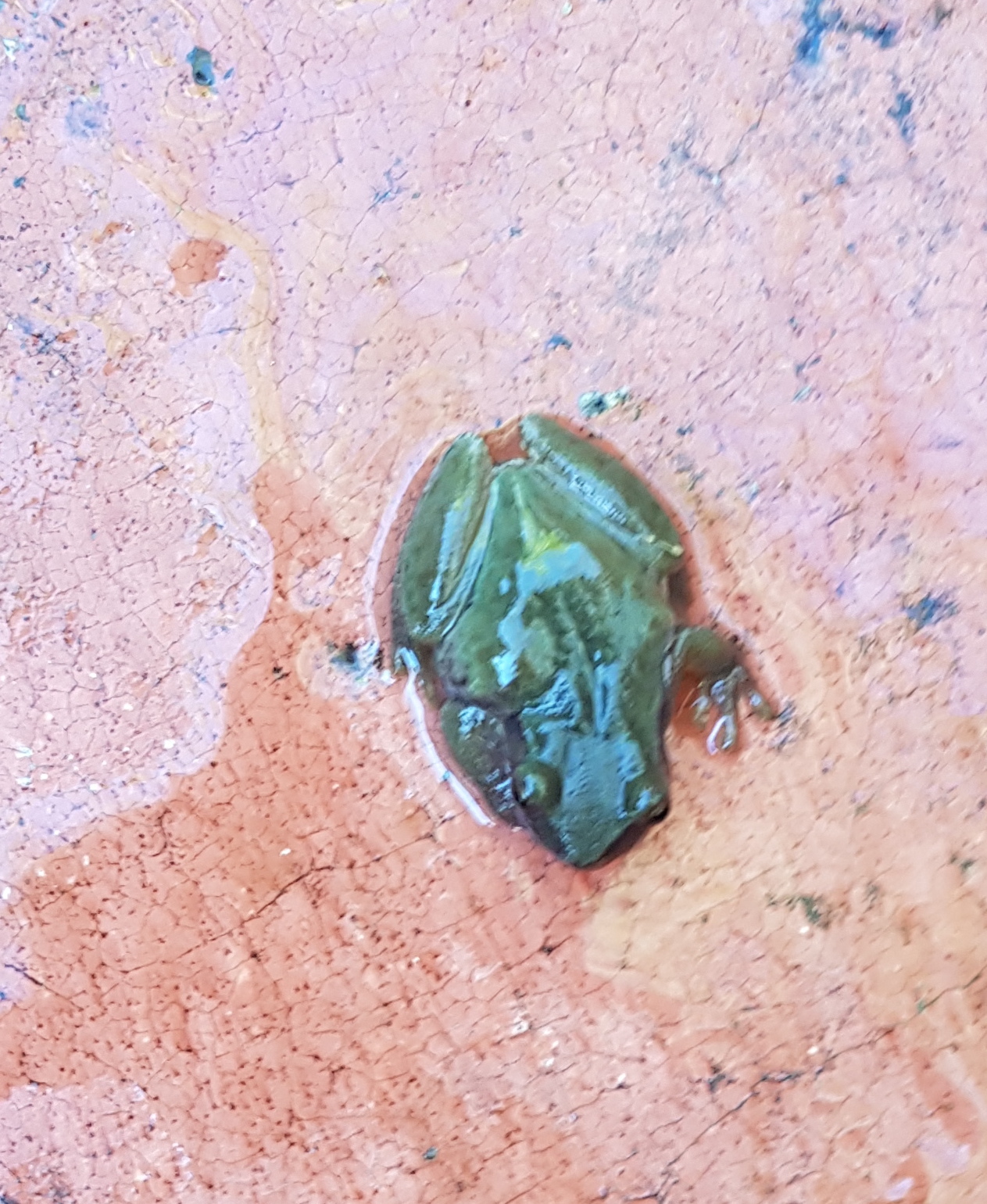 Puebla Treefrog photo 7